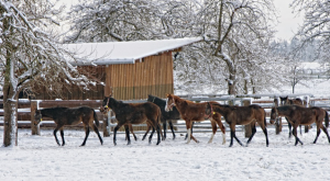 Zapewnienie schronienia dla twojego konia - Opieka nad końmi w miesiącach zimowych