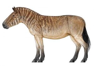 Hipparion (10 mln lat temu)
