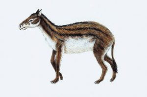 Hyracotherium (50 mln lat temu) Prehistoryczne konie