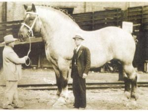 Najväčšie kone v histórii