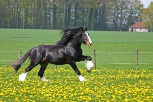 Koń Shire - Największy koń świata