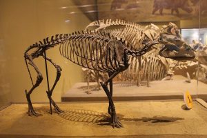 caballo esqueleto prehistórico