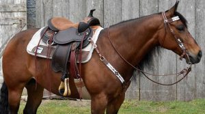 Szczotkowanie konia - Jak osiodłać konia