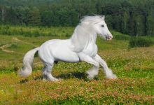 Top 10 dôvodov, prečo milujeme kone