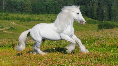 Top 10 dôvodov, prečo milujeme kone