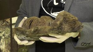 Sibirisk valp Var denna 18 000 år gamla sibiriska valp en hund eller en varg?