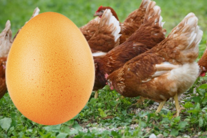 domace Vajíčka