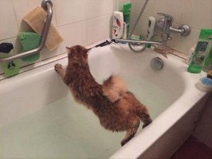 kočka se nerada koupe