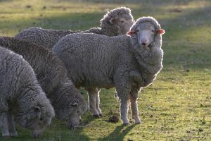 Merino - Owce na mięso i wełnę