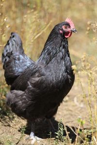 1. Australorp (Australorp) bästa kycklingraser för att lägga ägg