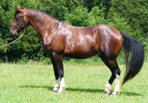 1. Galiceno - Najwspanialsze konie na świecie