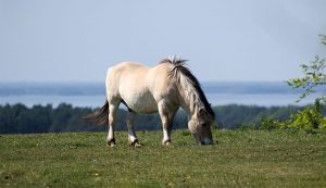 1. Koń fiordowy
