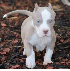 Pitbul - Pies z niebieskimi oczami