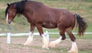 Clydesdalehästen av världens tyngsta hästraser