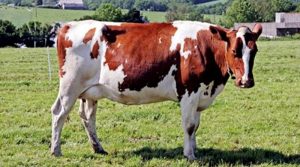 Pie Rouge des Plaines pemeno krav plemien hovädzieho dobytka na mlieko