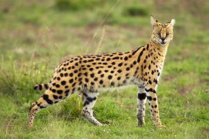 Servalová kočka nejnebezpečnější plemena koček