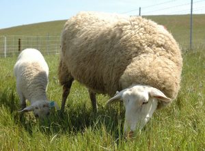 Owca wschodniofryzyjska - Owce na mięso i wełnę