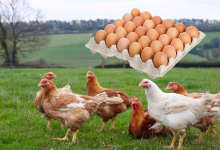 100 faktoch o kuracích vajciach
