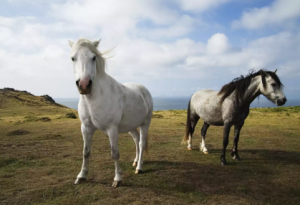 De flesta vita hästar är faktiskt grå hästar