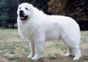 Pirenejski pies górski - Romantyczne rasy psów