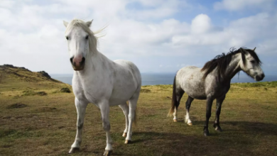 Väčšina bielych koní je v skutočnosti sivá