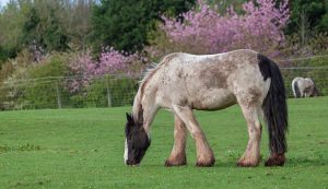 12. Koń Shire - Najcięższe konie świata