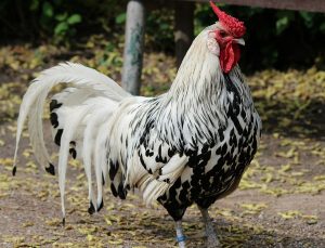 13 najlepszych ras kurczaków do znoszenia jaj : 13. Hamburger (kurczak z Hamburga)