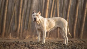 Argentynski Great Dane - Najpopularniejsze rasy psów bojowych
