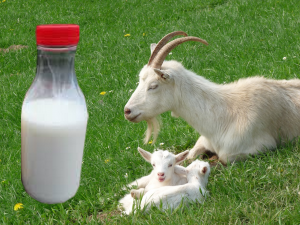 organiczne mleko domowej roboty