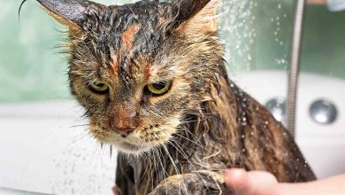 3 dôvody, prečo mačky neznášajú vodu (a prečo sa im to páči!)