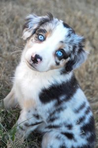 Austrálsky ovčiak s modrými očami