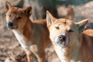 Novoguinejský dingo z nejvzácnějších psích plemen na světě