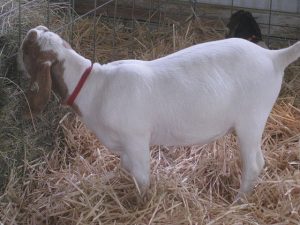 2.Boer goat pemien koza pro produkci mléka masa  