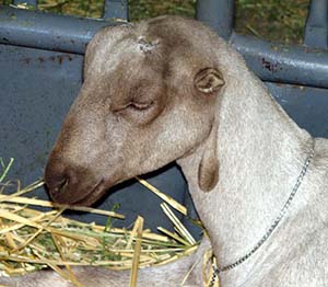 2.Lamancha koza