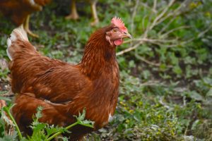 2.Lohmann Klassik Brun av de bästa kycklingraserna för äggläggning