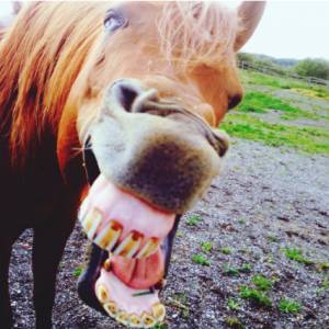 Du kan gissa åldern på en häst genom dess tänder