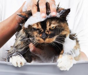 a los gatos no les gusta bañarse por qué los gatos odian el agua