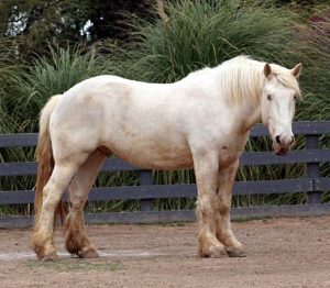 3. Americký krémový kočárový kůň z nejvzácnějších plemen koní na světě