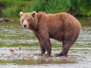 Medveď kamčatský 