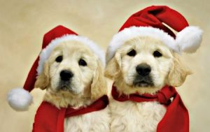 3. Gyllene vinter Topp 10 julfilmer om hundar