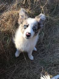 Border Collie - Pies z niebieskimi oczami