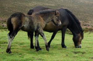 4. Exmoorský pony najvzácnejších plemien koní na svete