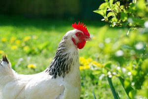   sasexka av de bästa kycklingraserna för äggläggning