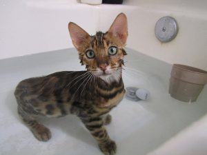 kočka ve vodě
