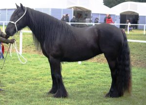 Daleský pony najvzácnejších plemien koní na svete