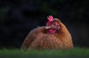 5. Golden Comet bästa kycklingraser för äggläggning