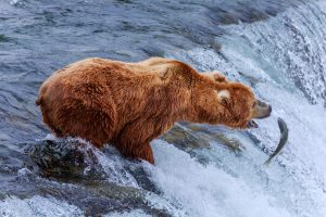 Medved-grizzly najväčších druhov medveďov na svete