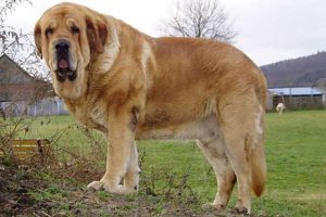 5. Mastin Espanol razas de perros de Espana Razas de perros Espanoles