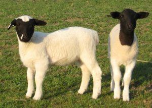 Dorper - Owce na mięso i wełnę