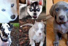 10 plemien psov s modrými očami